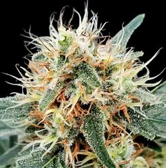 Paradise Seeds Stromboli Auto Feminisiert Autoflower