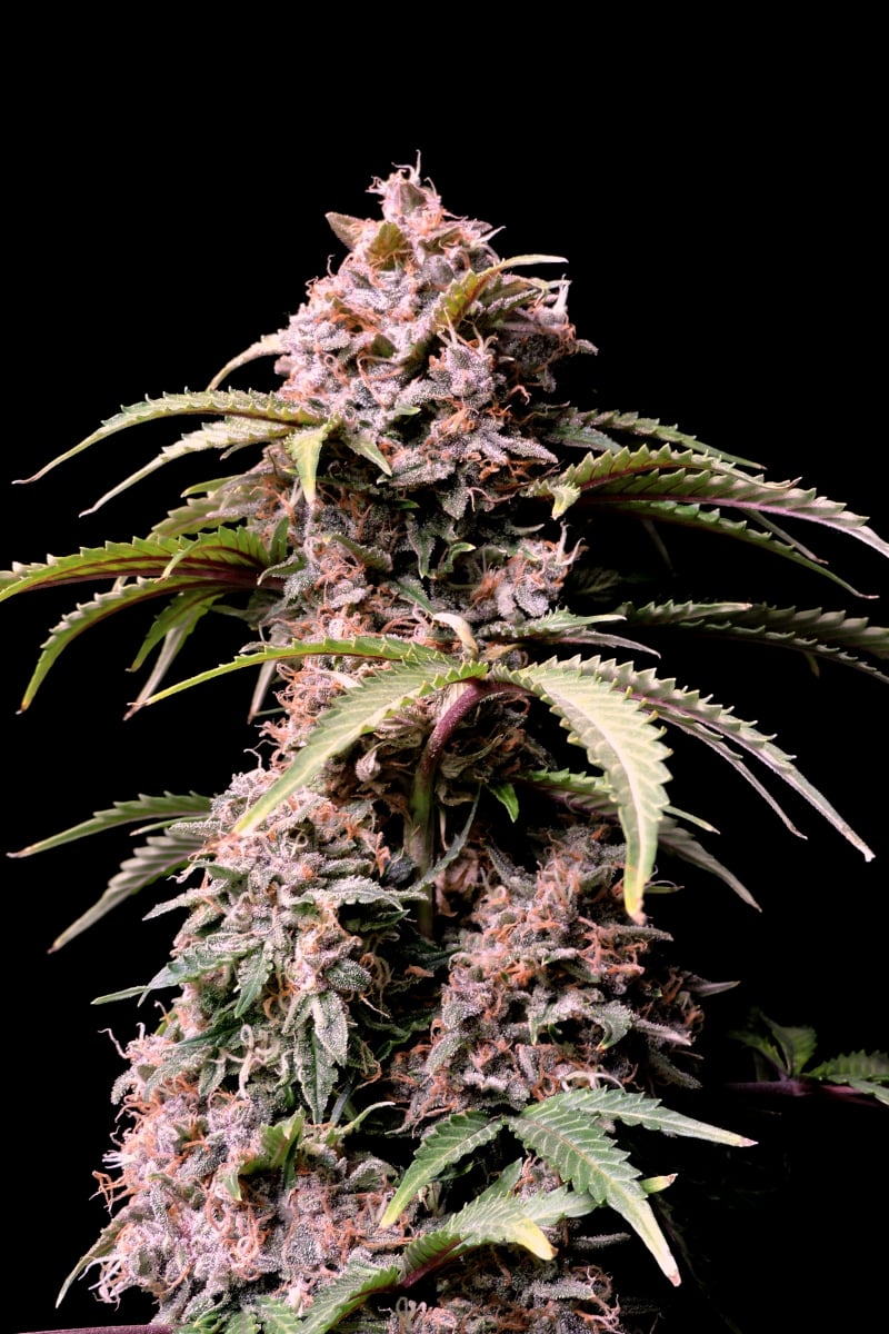 Fast Buds Amnesia Zkittlez Auto Feminisiert Autoflower