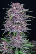 Fast Buds Banana Purple Punch Auto Feminisiert Autoflower