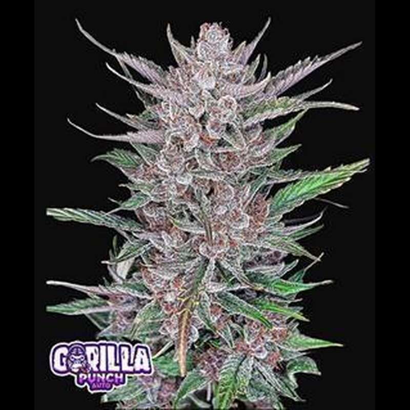 Fast Buds Gorilla Punch Auto Feminisiert Autoflower