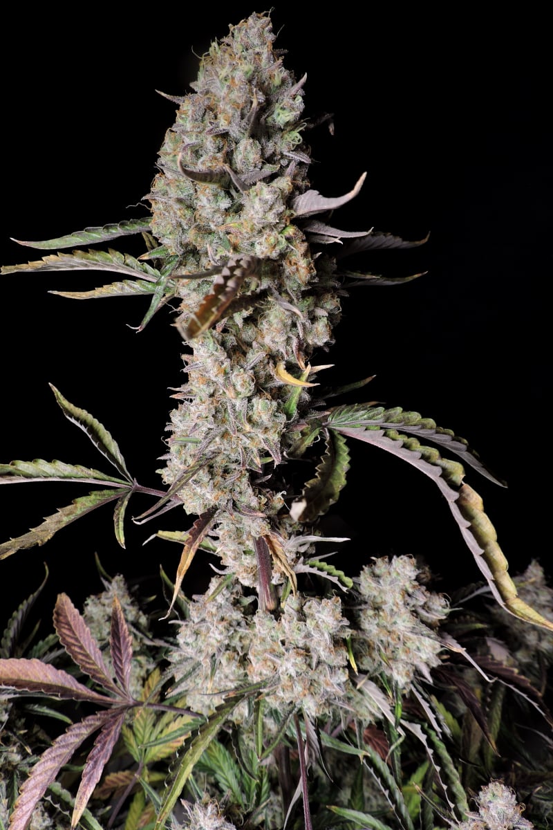 Fast Buds Gorilla Zkittlez Auto Feminisiert Autoflower