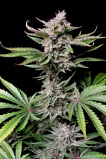 Fast Buds Cherry Cola Auto Feminisiert Autoflower