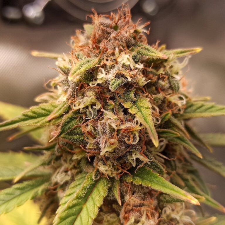 Doctor's Choice Purple Ryder Autoflower Feminisiert