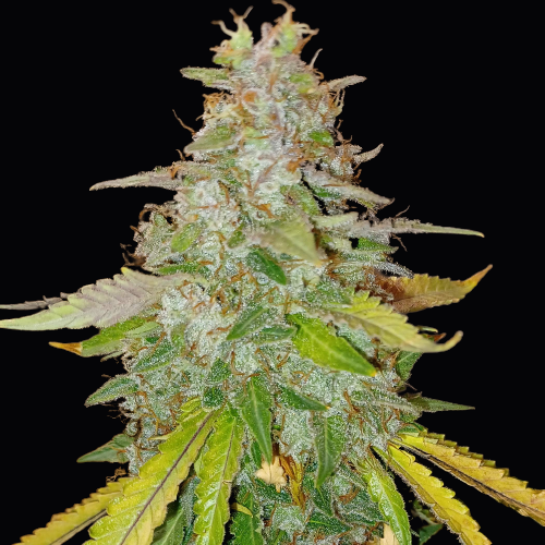 Doctor's Choice Niagara Autoflower Feminisiert