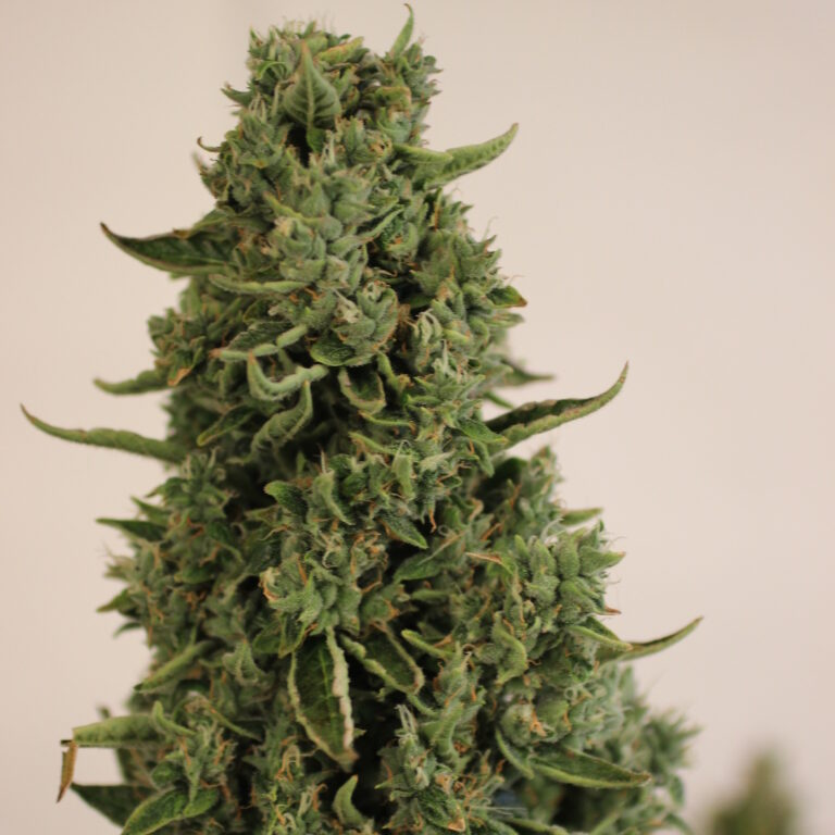 Doctor's Choice Doctor's Choice #1 Autoflower Feminisiert