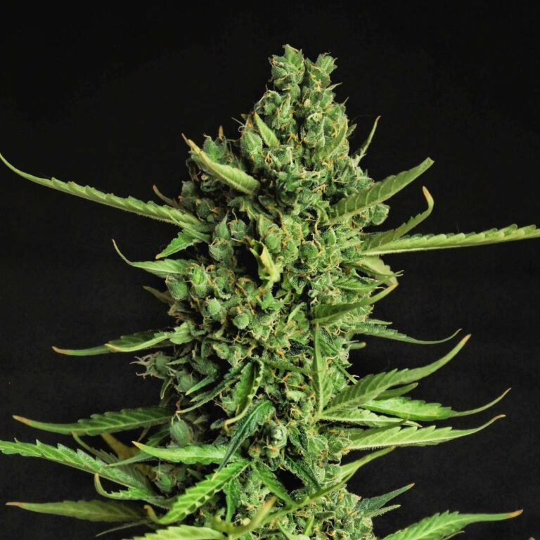 Doctor's Choice Devotchka Autoflower Feminisiert