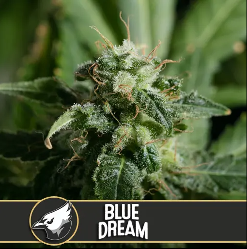 Blimburn Seeds Blue Dream feminisiert