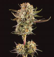 Seedstockers Triton Biscotto Lime Auto Feminisiert Autoflower