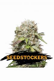 Seedstockers Jack Herer Auto Feminisiert Autoflower LLL