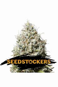 Seedstockers Jack Herer Feminisiert