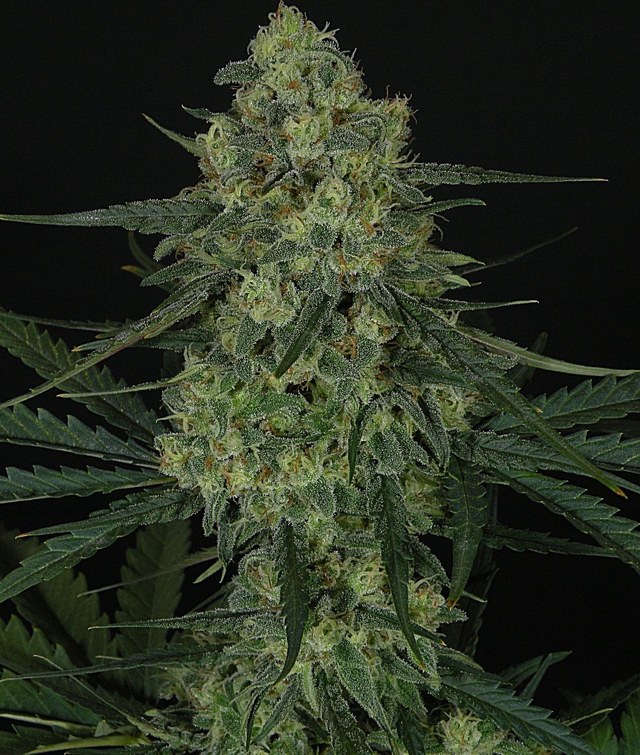 Ripper Seeds, Criminal, Feminisiert