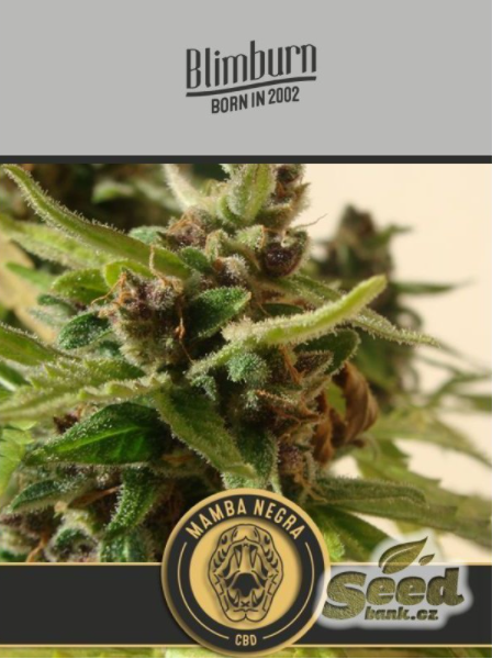 Blimburn Seeds Black Mamba AUTO CBD Feminisierte Autoflower