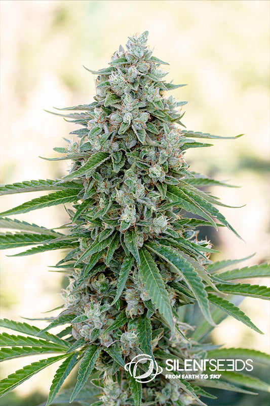 Silent Seeds Critical Mango Feminisiert