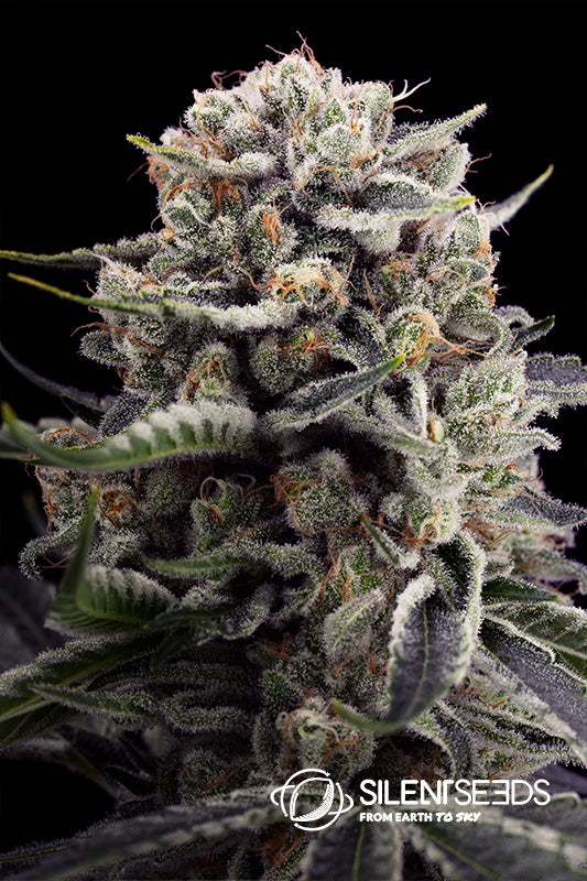 Silent Seeds B-45 Feminisiert