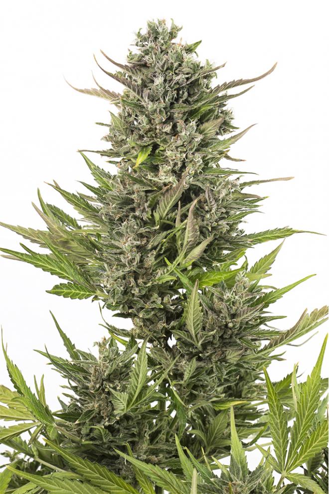 Dinafem Critical + Autoflowering CBD, feminisiert