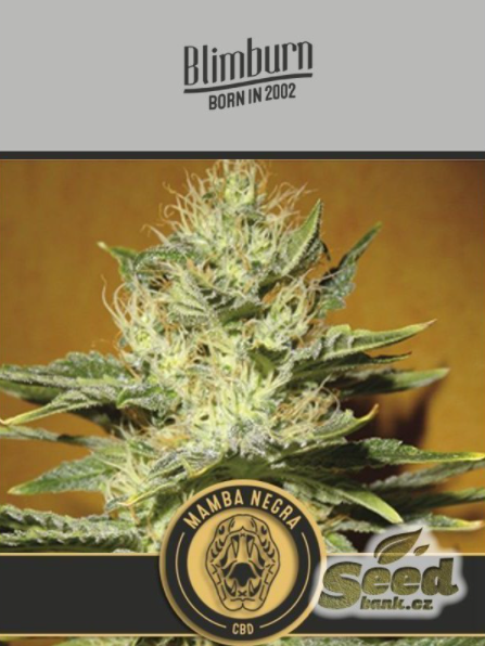 Blimburn Seeds Black Mamba CBD feminisiert