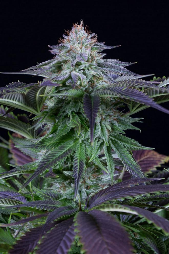 Dinafem Dinamed Kush Autoflowering Feminisiert