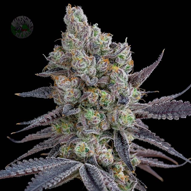 Silent Seeds von Sherbinskis, Acai Jelly, Feminisiert, 3 Stk