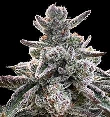 Silent Seeds von Sherbinskis, Polar Gelato, Feminisiert, 3 Stk