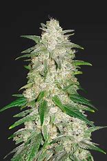 Silent Seeds von Sherbinskis, Polar Gelato Auto, Autoflower Feminisiert, 3 Stk