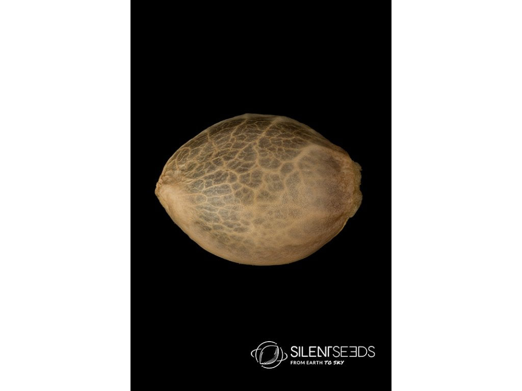 Silent Seeds, Critical + 2.0, Feminisiert, 25 Stk