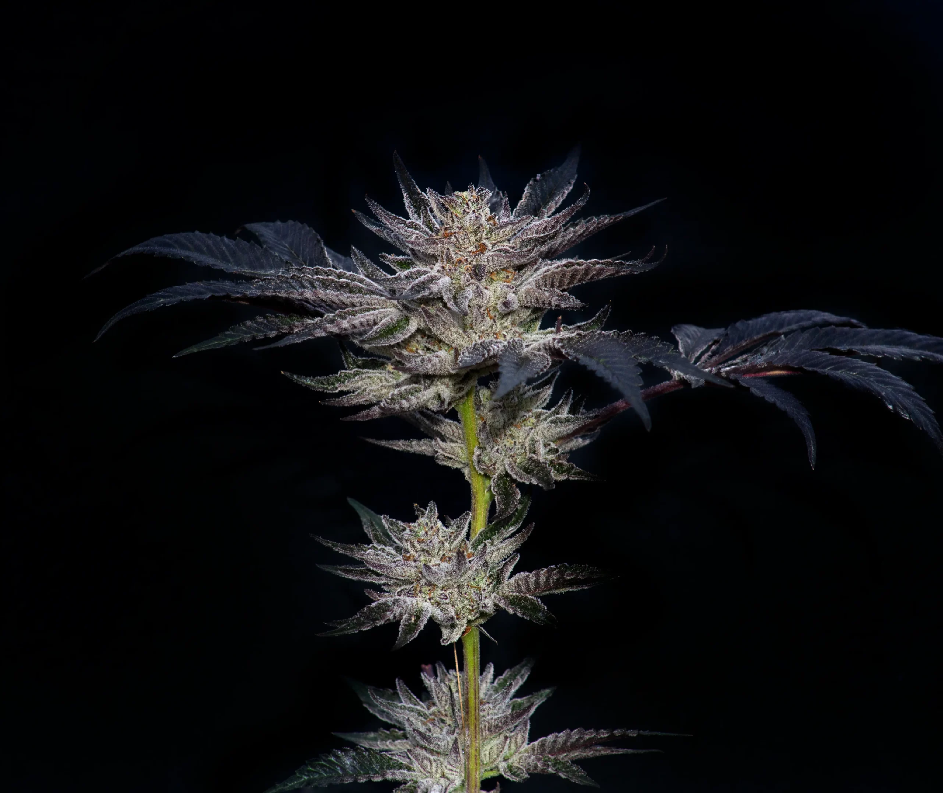 Paradise Seeds x Compound Genetics Slipstream, Feminisiert