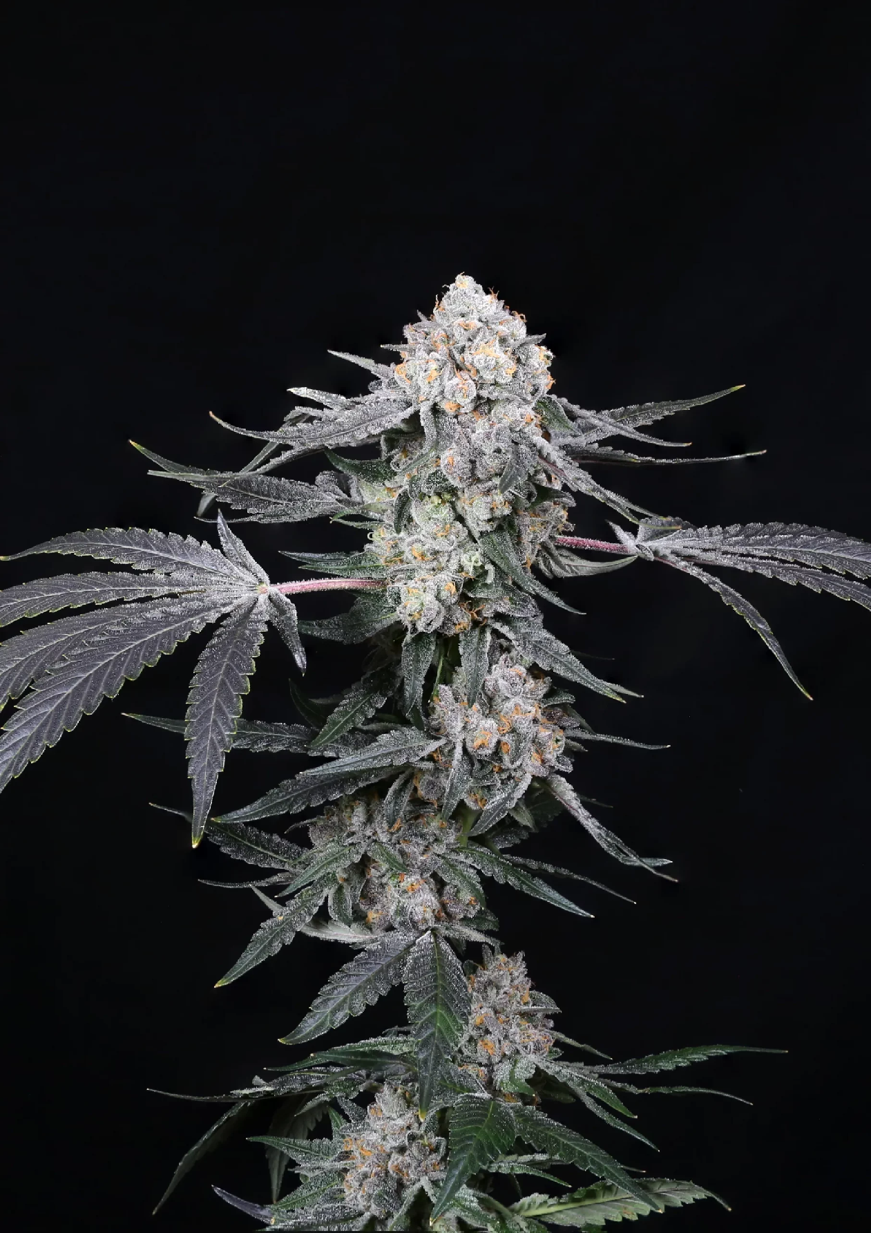 Paradise Seeds x Compound Genetics High Society, feminisiert