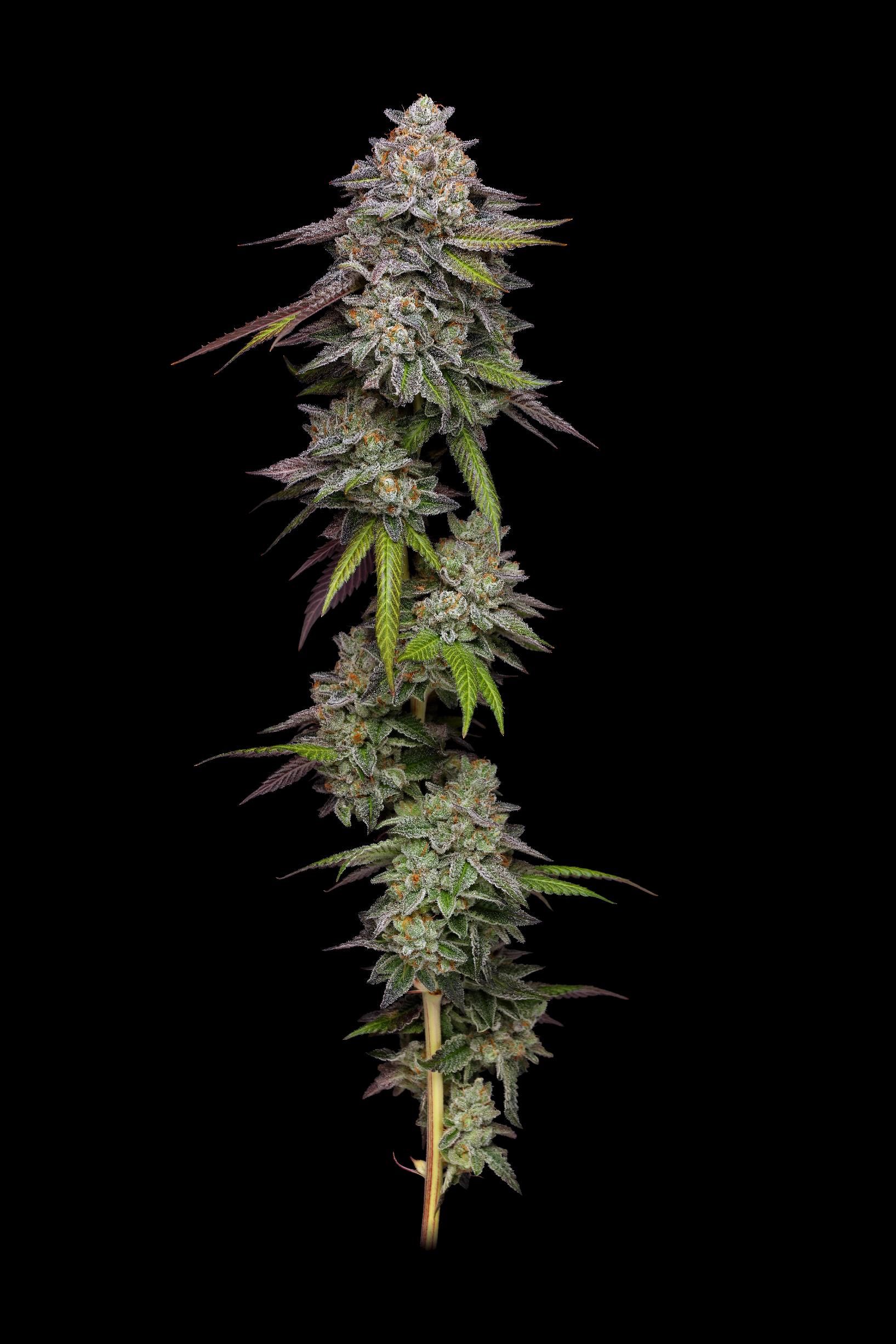 Paradise Seeds x Compound Genetics Double Stack, feminisiert