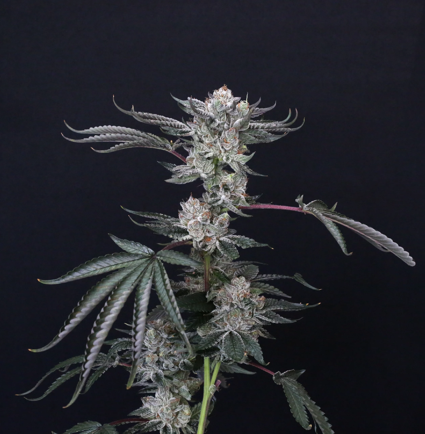 Paradise Seeds x Compound Genetics Luxar-Dos, feminisiert