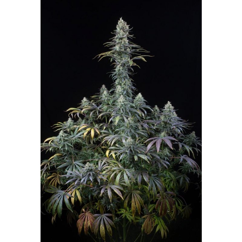 Dinafem Early Amnesia CBD Feminisiert