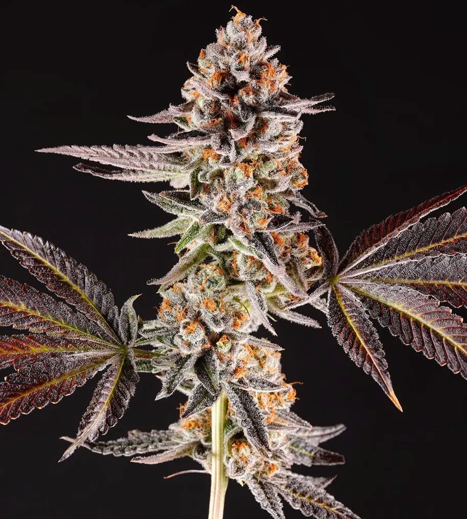 Paradise Seeds x Compound Genetics La Bomba, feminisiert