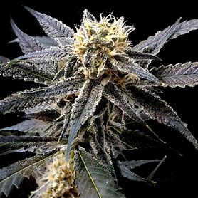 DNA Genetics Auto Strawberry Banana, Autoflower, Feminisiert, 6 Stk