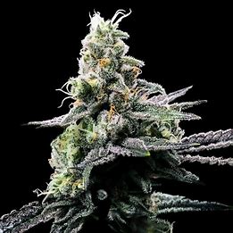 DNA Genetics Purple Kosher, Feminisiert, 6 Stk