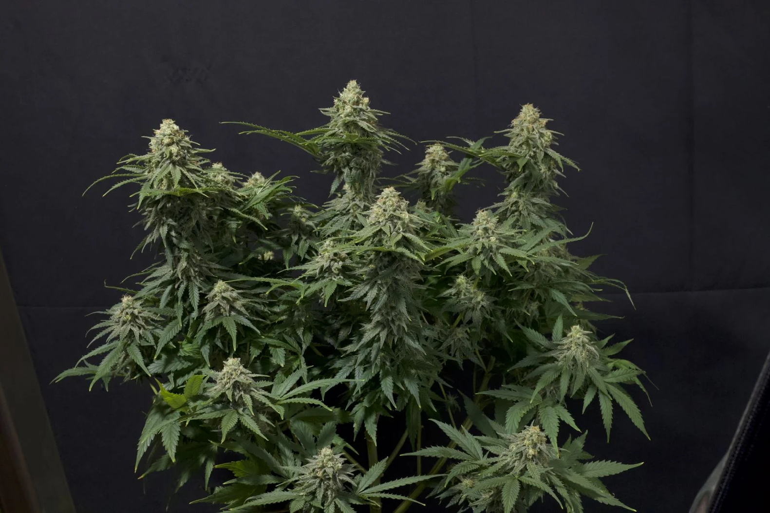 Fast Buds Wedding Cheesecake, fastflowering feminisiert