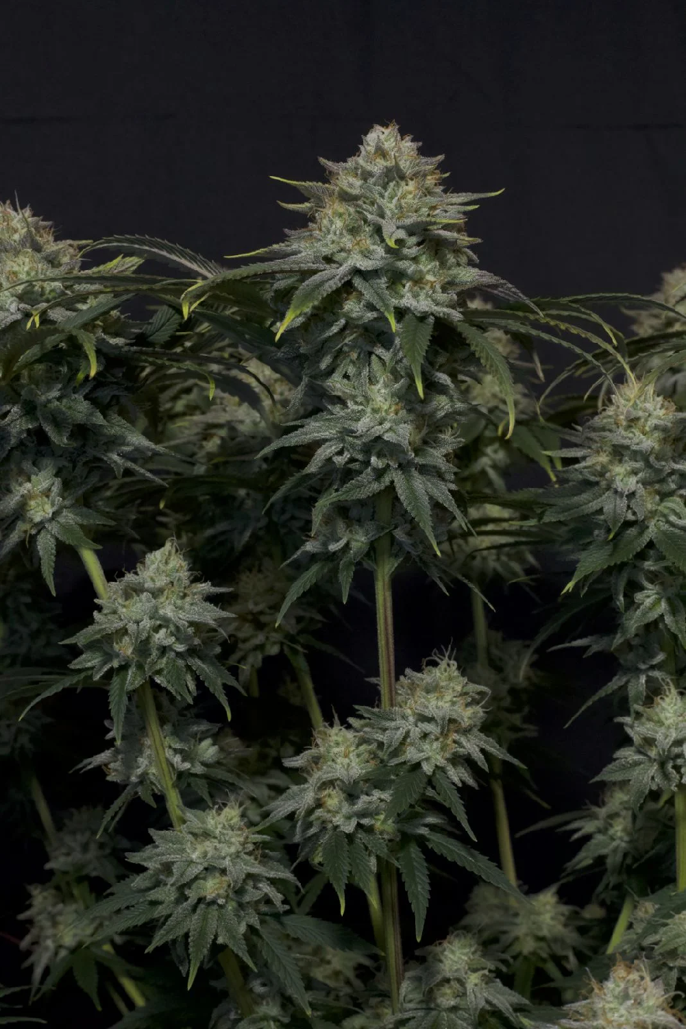 Fast Buds Gorilla Cookies, schnellblühend feminisiert