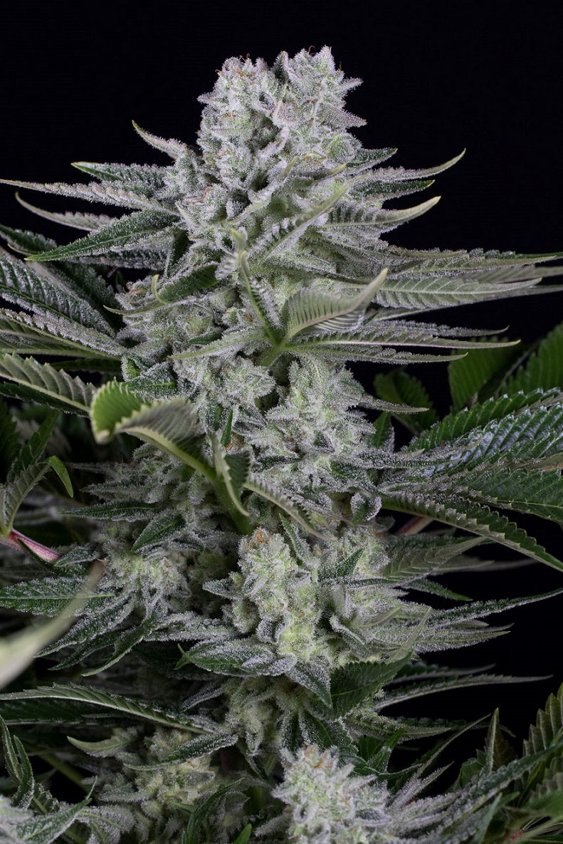 Dinafem Gorilla CBD feminisiert