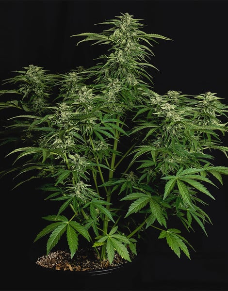 Royal Queen Seeds Hybrid Apollo F1 Feminisierte Autoflower