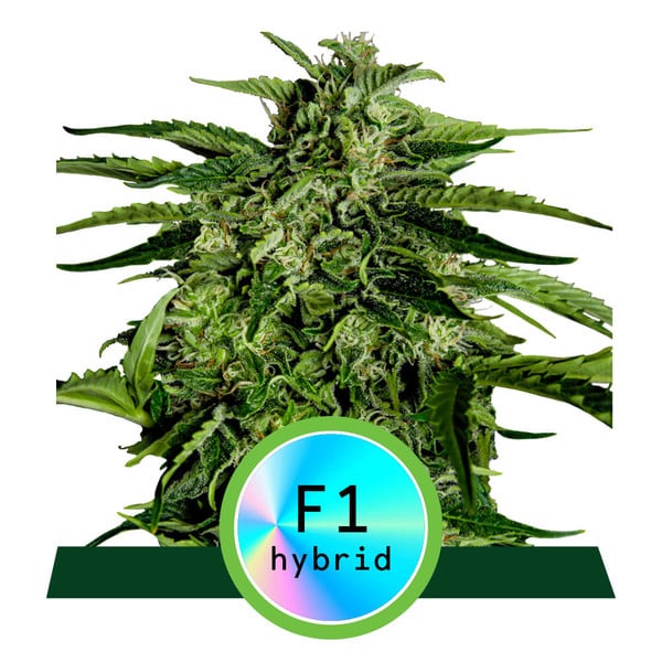 Royal Queen Seeds Hybrid Apollo F1 Feminisierte Autoflower