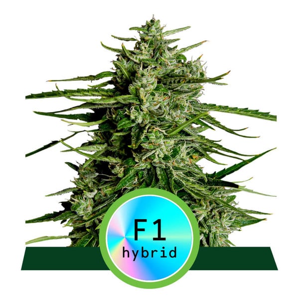 KOSTENLOS Royal Queen Seeds Hybrid Titan F1 Feminisiert Autoflower