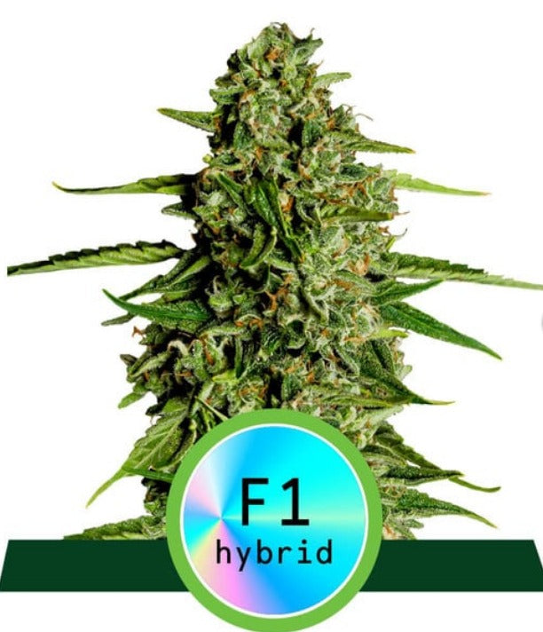 KOSTENLOS Royal Queen Seeds Hybrid Milky Way F1 Feminisierte Autoflower