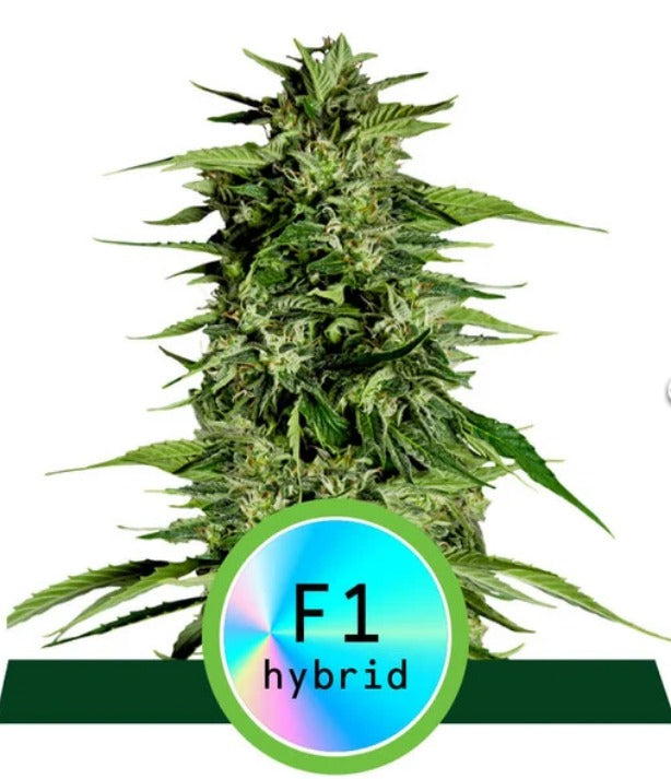 Royal Queen Seeds Hybrid Hyperion F1 Feminisierte Autoflower