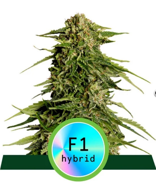 Royal Queen Seeds Hybrid Epsilon F1 Feminisierte Autoflower