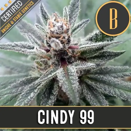 Blimburn Seeds Cindy 99 Feminisiert