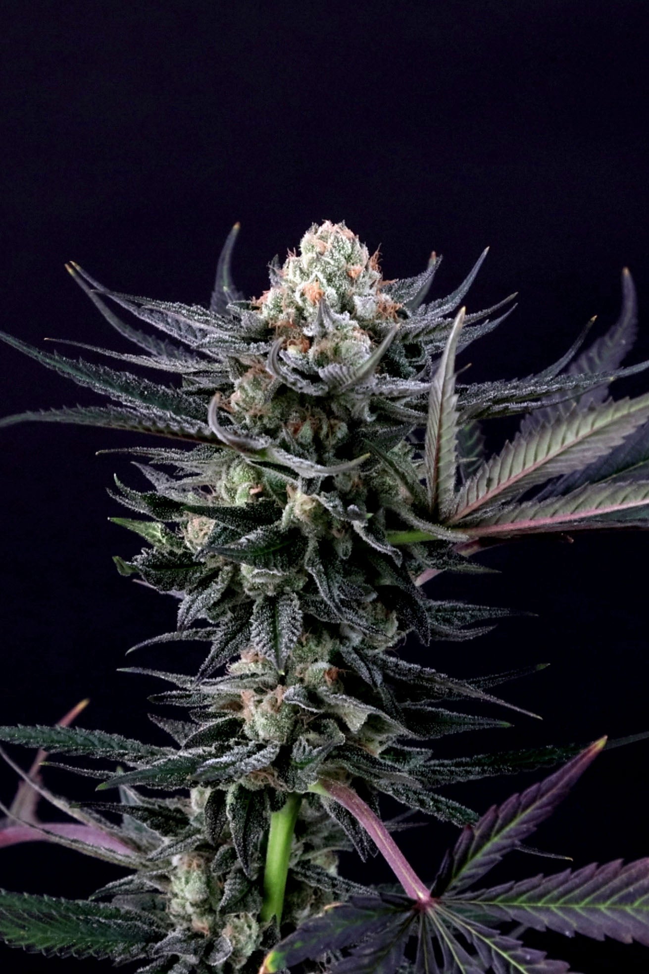 Paradise Seeds Caramba, feminisiert