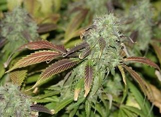 Sensi Seeds Blue Skunk Feminisiert