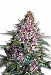 Sensi Seeds Purple Kush feminisiert