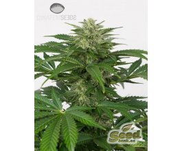 Dinafem Haze Autoflowering CBD Feminisiert Autoflower