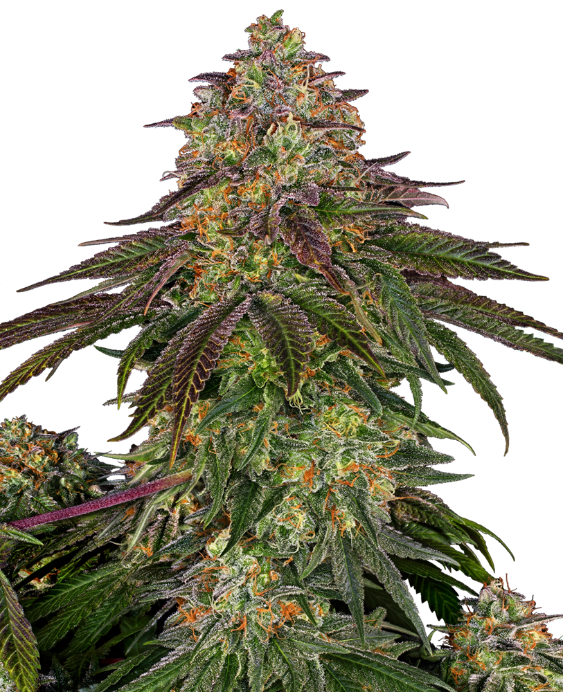 Sensi Seeds Sweet Cherry Kush Feminisiert