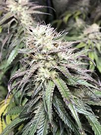 Sensi Seeds Purple Cookie Kush Feminisiert