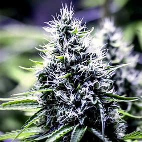 Sensi Seeds Blue Berry Skittlez Auto Autoflower Feminisiert